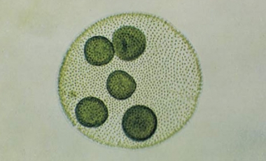 Algae classification- Diagnostic features